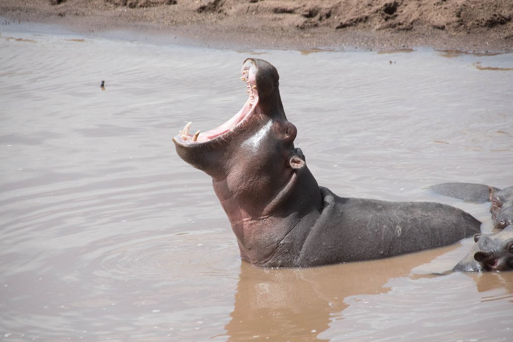 MASAÏ MARA, Lacs BARINGO &amp; BOGORIA - KENYA - OCTOBRE 2017