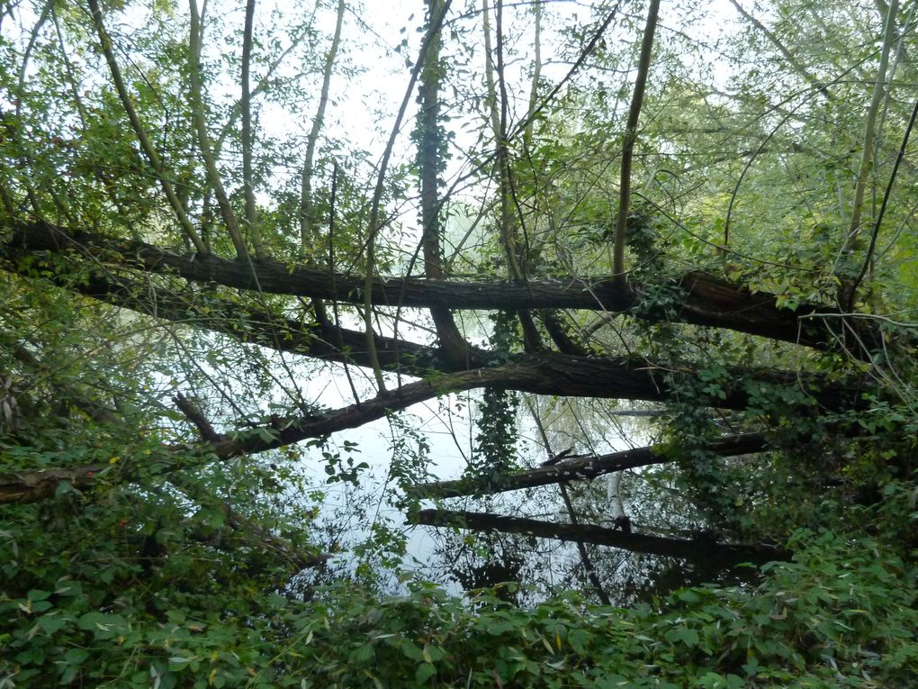 Parc aux chats, Amiens