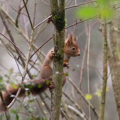 Un écureuil au jardin pour clore l'année ...