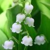 Muguet