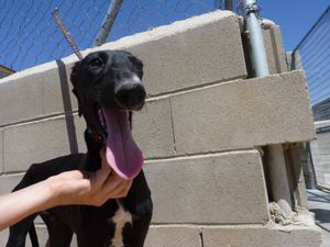 Chiot galgo d'Espagne  ne fin mars 2017 a l'adoption a l'association sos chiens galgos