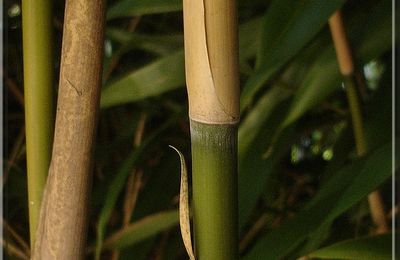 Bambou Pseudosasa Japonica...
