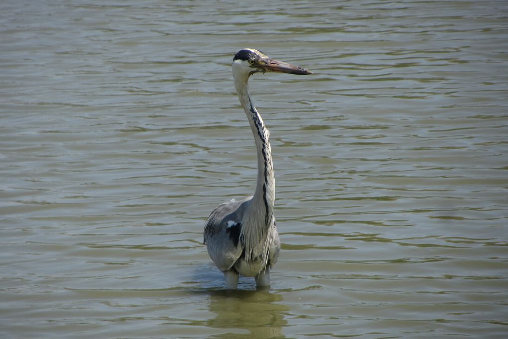 Parc ornithologique des Saintes-Maries-de-la-Mer.