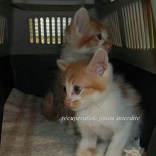 Deux chatons mâle 1 mois trouvés sur Bourgneuf en Retz 44580