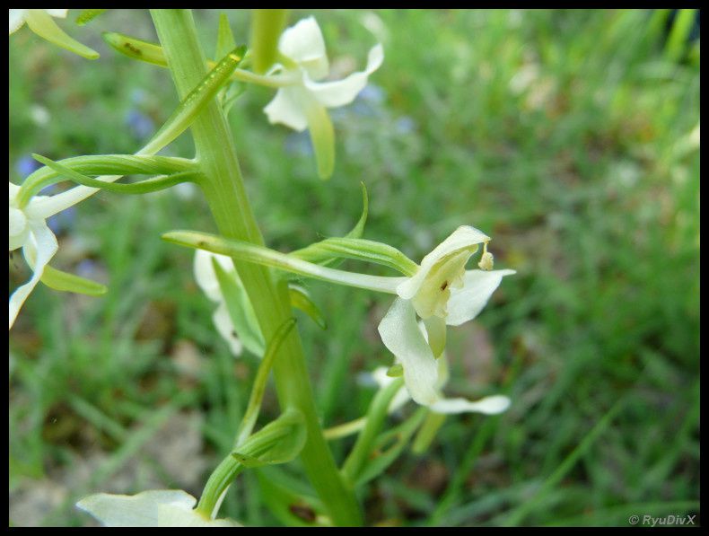 Platanthera-chlorantha