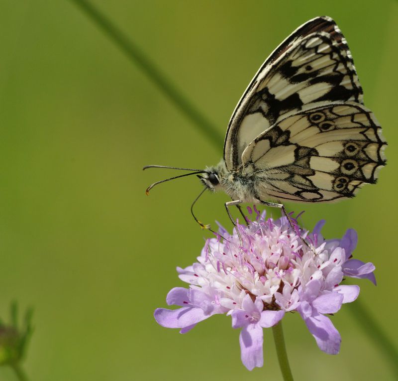 Album - Macro-Papillons