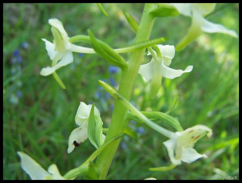 Platanthera-chlorantha