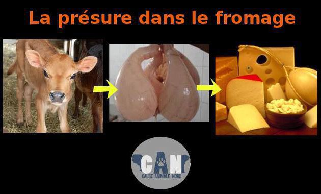 Presure non animale