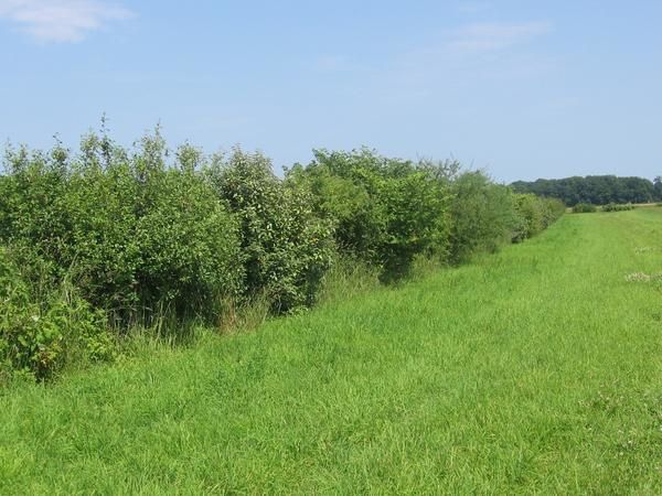 Les agriculteurs étaient invités à découvrir l'agriculture biologique chez François Mellon, qui a converti une partie de ses terres en bio depuis 8 ans....