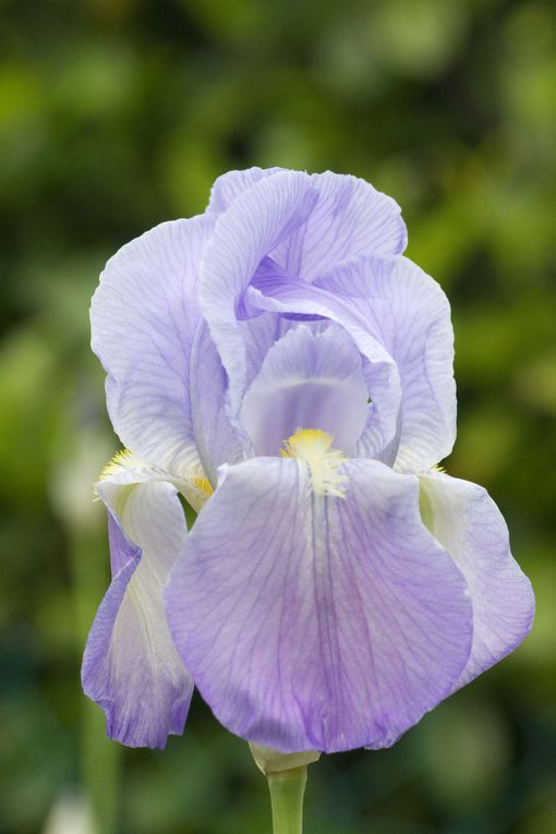 Album - MACRO FLEURS