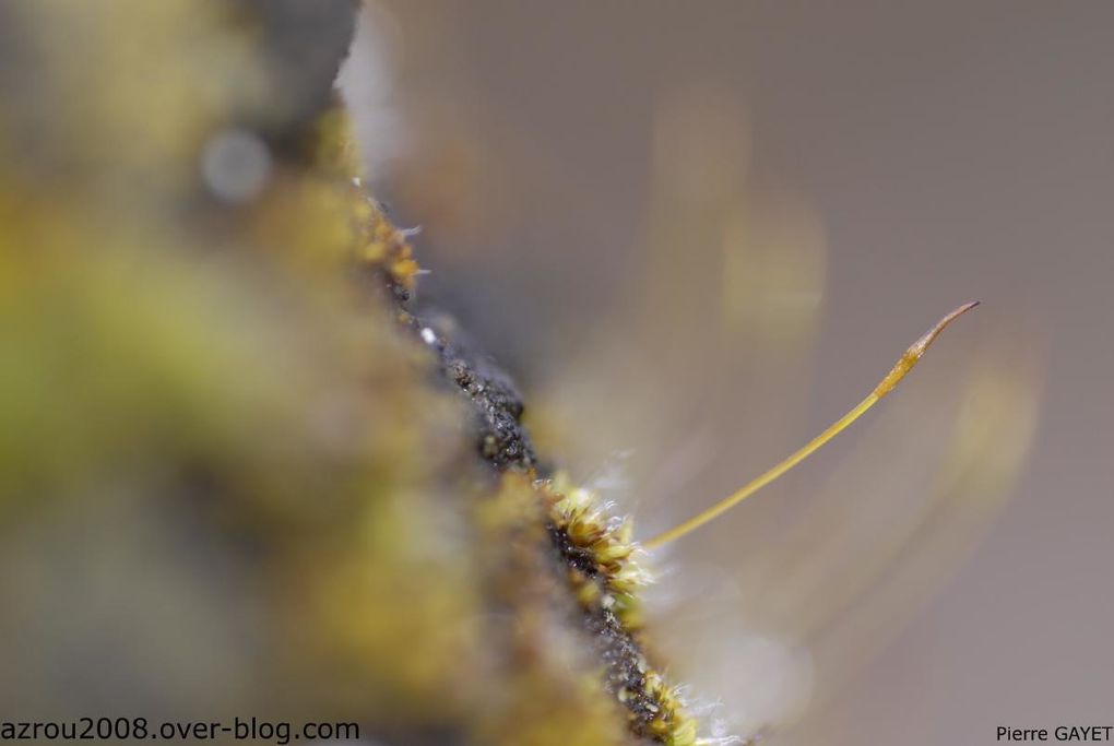 photos prises aux alentours du village de Chemilly, dans l'Allier (03), ainsi que dans la Nièvre (58) et le Puy-de-Dôme (63). Vous y trouverez principalement des photos d'insectes et de fleurs.