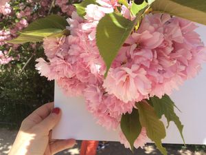 Observation des premières fleurs de cerisier japonais du jardin des plantes.