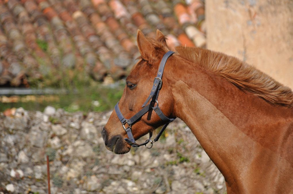 les chevaux , du poulain à la compétition...