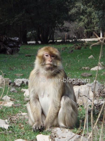 macaques de Barbarie (Macaca sylvanus) ou singe magot, dans une forêt de cèdres du moyen-Atlas marocain