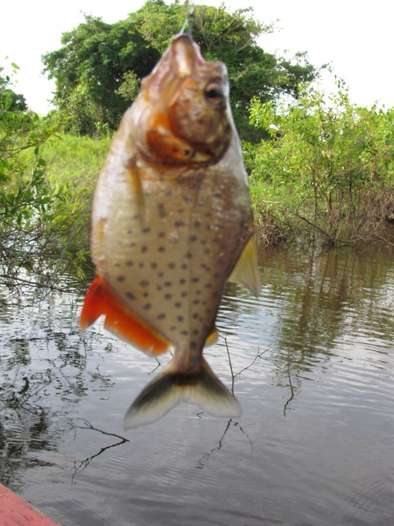 Album - 0003 - Bolivie 1 - Amazonie