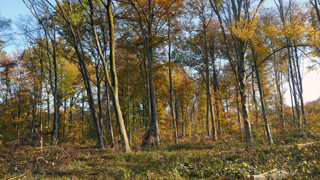 Excursion du 23 octobre 2011