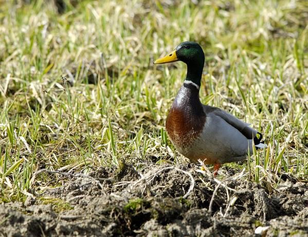 Photos d' animaux&nbsp; prises dans le Parc Naturel de la For&ecirc;t d'Orient