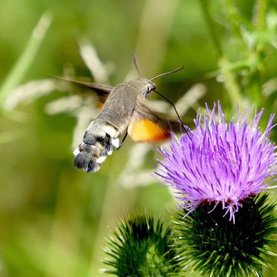 Moro-sphinx - Macroglossum stellatarum.
