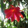 Epiphyllum Cuzco