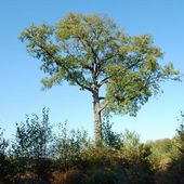 Le chêne Andreau en forêt d'Halatte