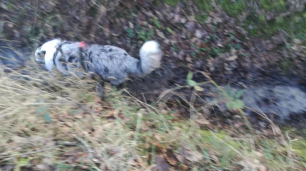 17ème Rando Canine le 14/01/2018 à Rilly sur Loire