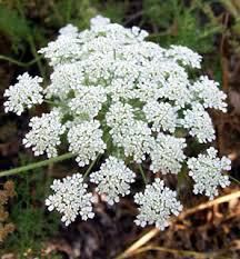 Appio Ammi Majus L. : pericolosissimo!