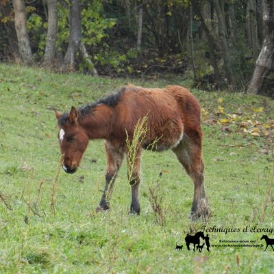 Un poulain pour débutant