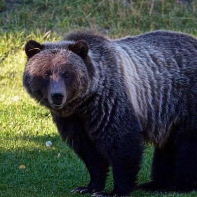 Un combat de grizzlis au Canada. 