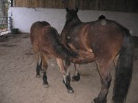 EIE SEMAINE SEVRAGE DES POULAINS AUVERGNE