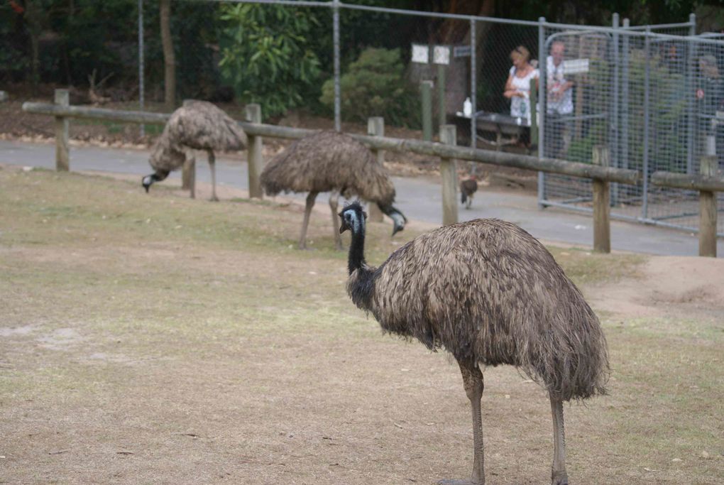 Album - Back-in-NSW