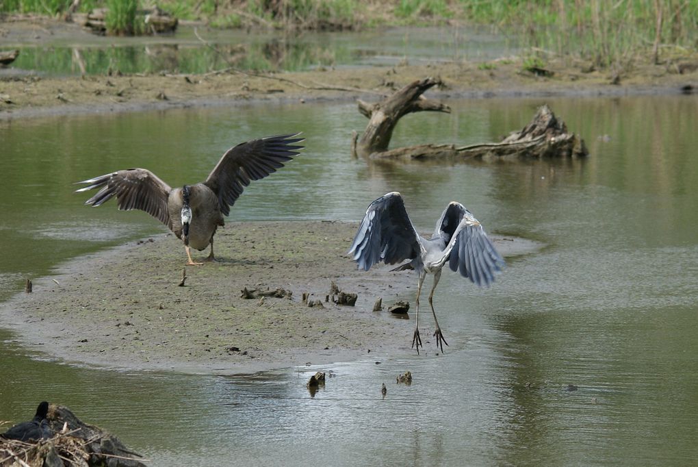 Album - Oiseaux-des-marais