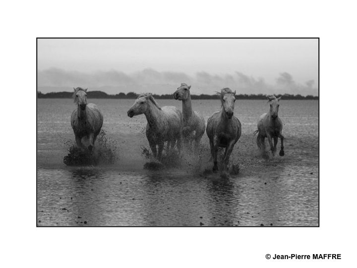 Présent depuis l'Antiquité, le cheval de Camargue est un petit cheval de selle qui vit en semi-liberté dans les marais reconnaissable à sa robe grise.