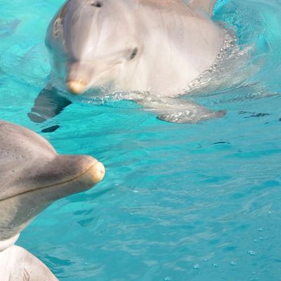 Au secours des dauphins