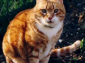 Vieux Chats Gros Calins Et Petits Soins Le Blog De Colibri Et D Eowin