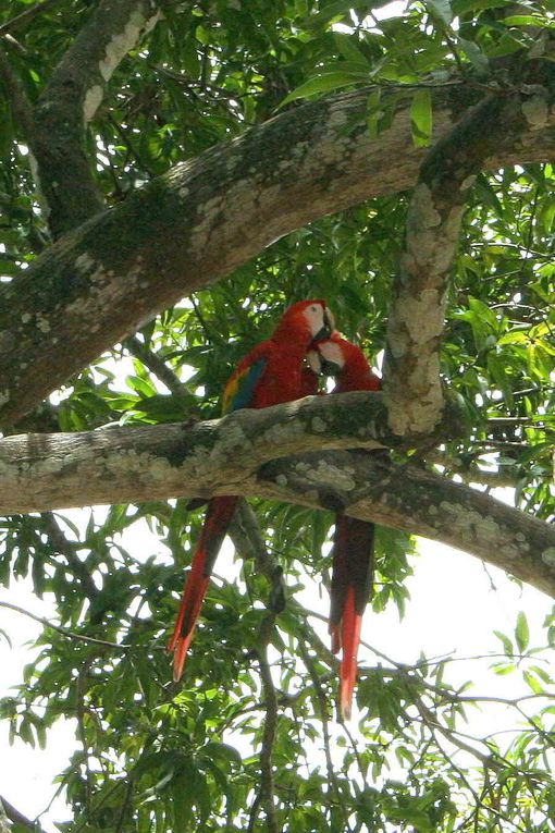 Album - CostaRica-2009