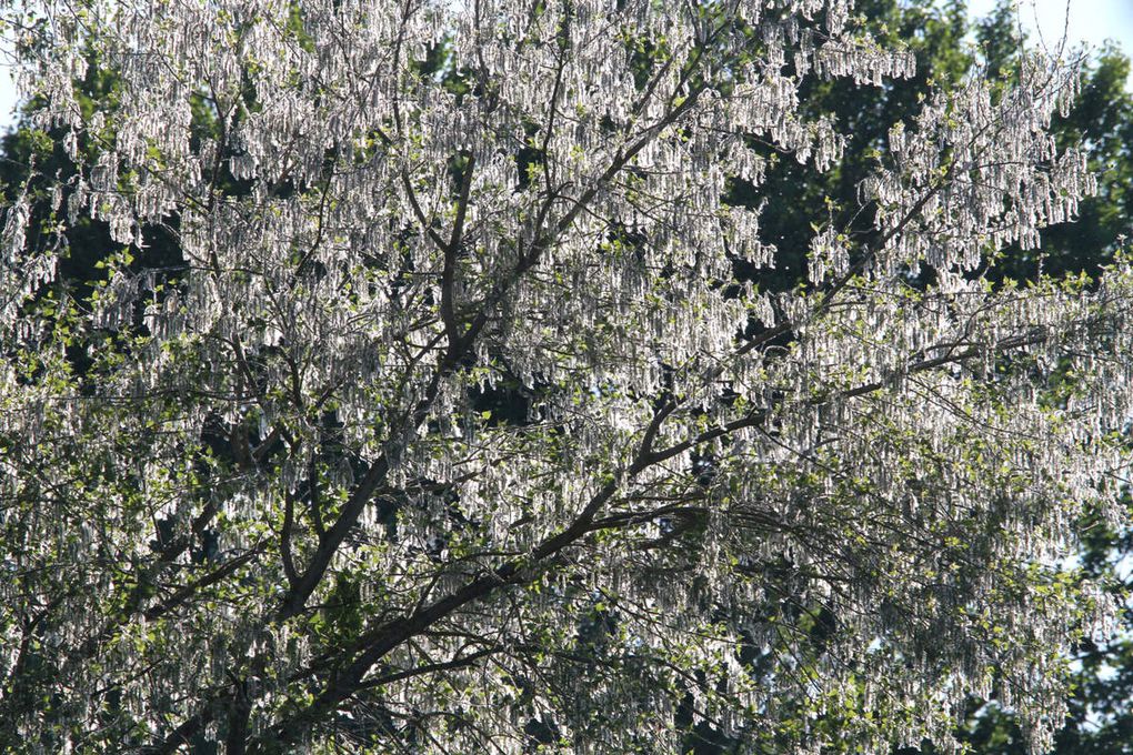 La Chevrette vous présente l'Album 1j - Nature et paysages 2017