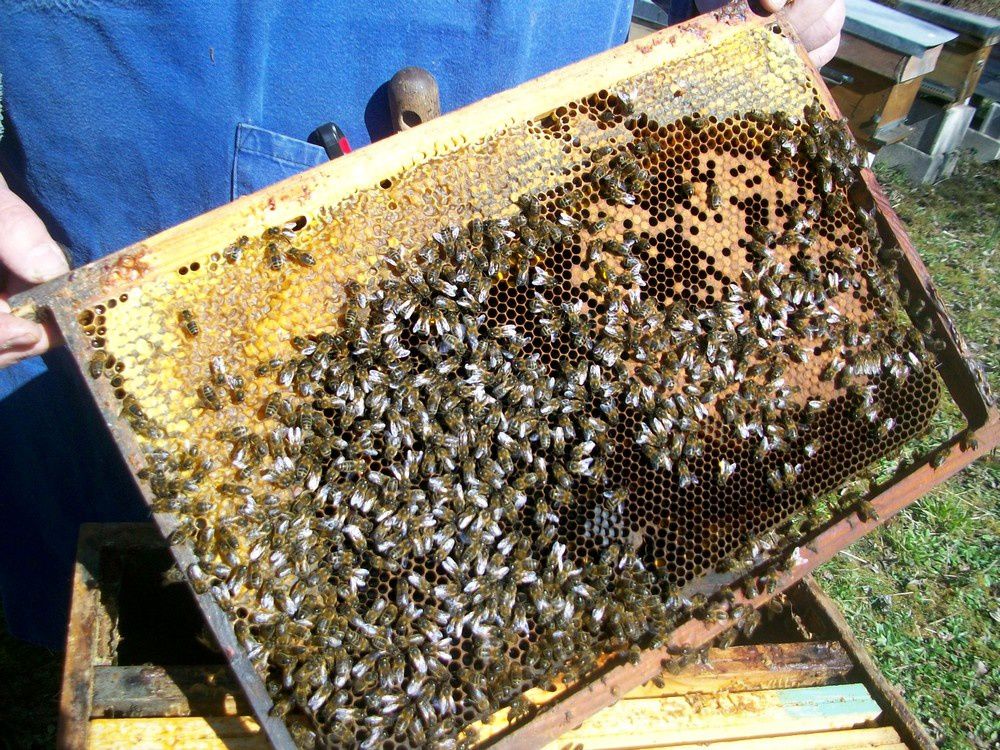 abeilles ruches, nos ruchers de Bourgogne, les apiculteurs Api4 en plein travail, leur évolution au fil des jours