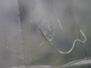Snail Porn ou petit traité de l'amour et de la sexualité chez les escargots