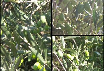 Le temps des olives