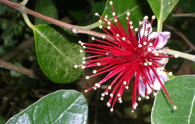 Feijoa