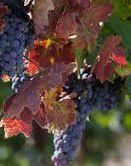 #Zinfandel Producers Central Valley California Vineyards 