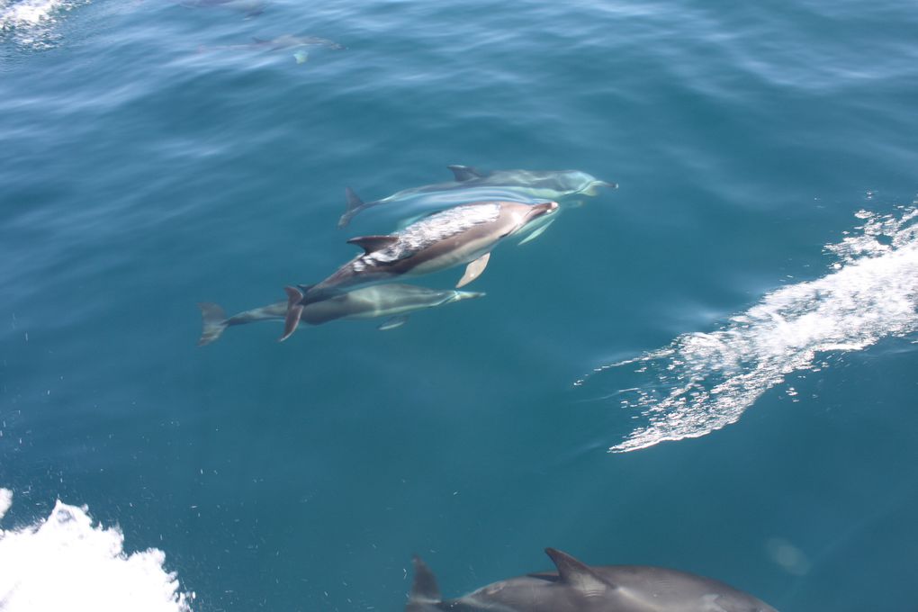 Album - des-dauphins-aux-sables