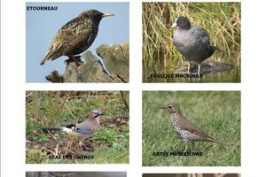 Un domino des oiseaux d'Alsace