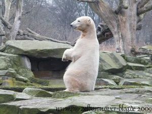 Knut am 27. Januar 2009