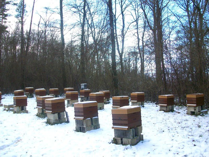 abeilles ruches, nos ruchers de Bourgogne, les apiculteurs Api4 en plein travail, leur évolution au fil des jours