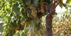 #Orange Muscat Producers Sierra Foothills California Vineyards 