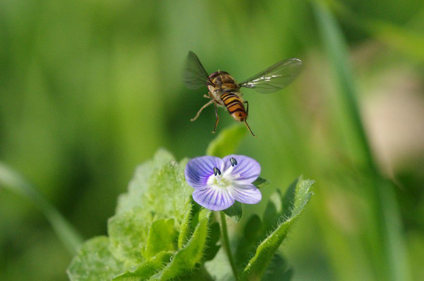 Album - Divers-insectes-2