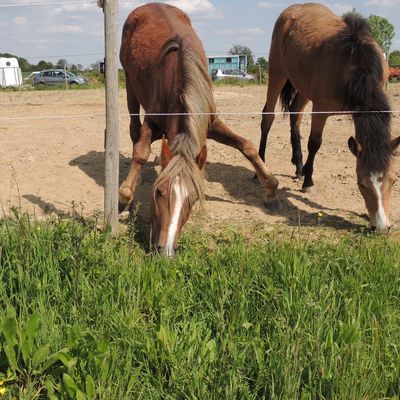 Votre pré : un garde-manger ou une cour de récré ?
