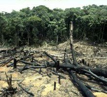 La Amazonía perdió 7.000 km2 por la deforestación en 2010