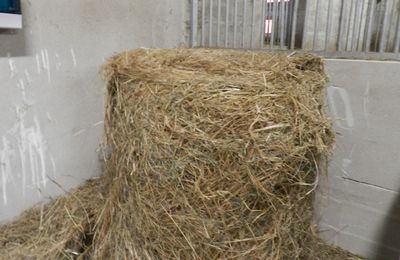 Quelles Sont Les Differences Entre Un Foin Et Une Paille Techniques D Elevage